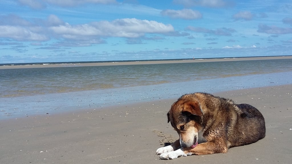 a dog laying on the beach