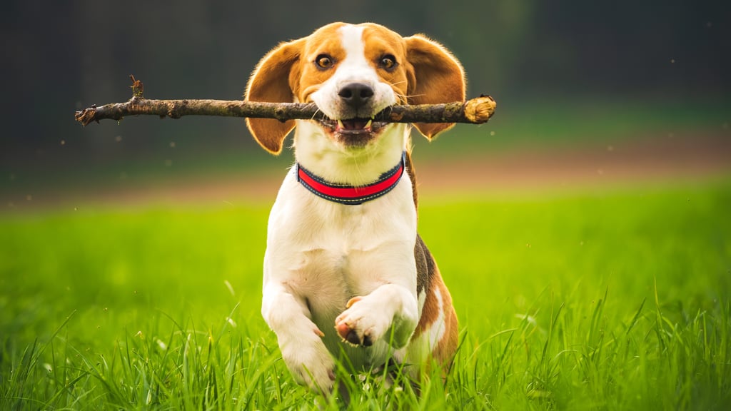 Dog running with a stick in its mouth on a grassy field.