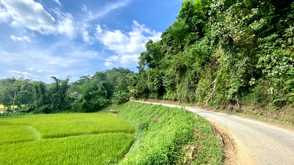 a road and a rice field