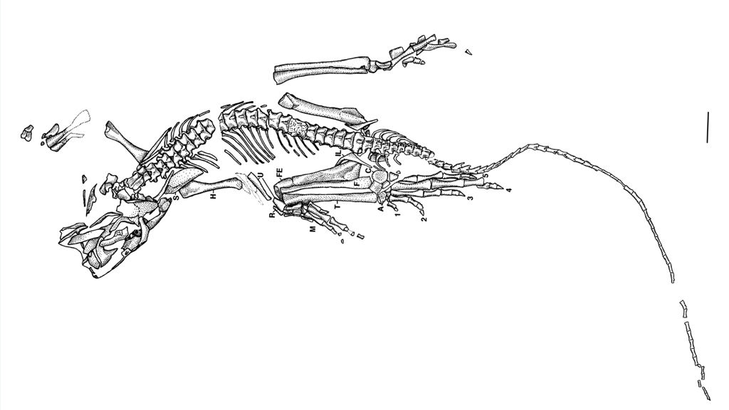 Eudbamus skelett zeichnung