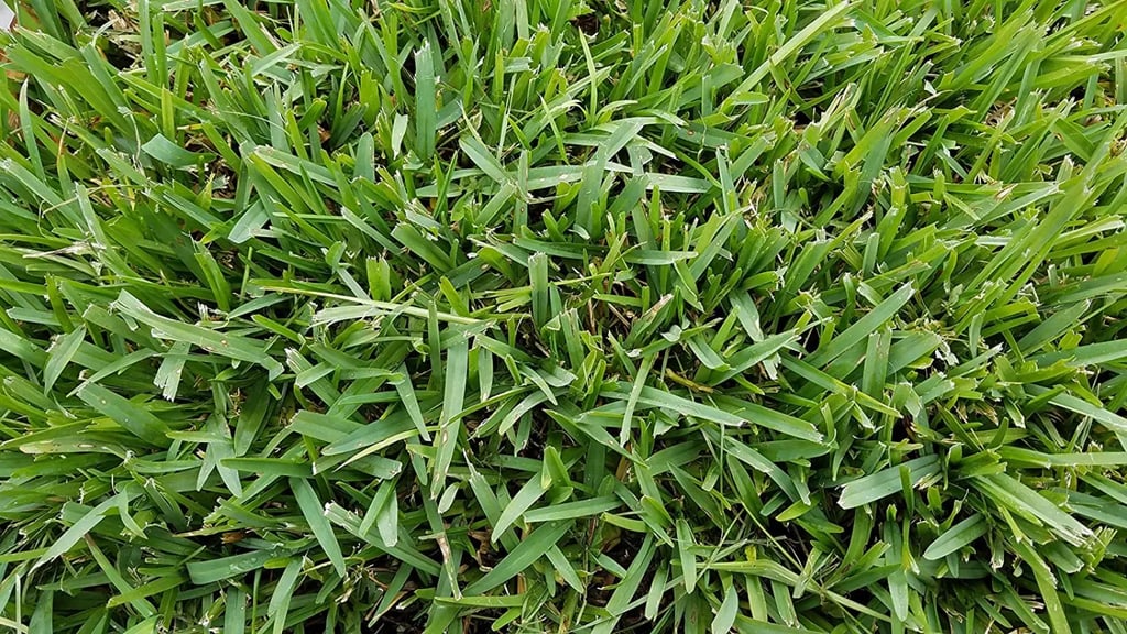 St Augustine Grass