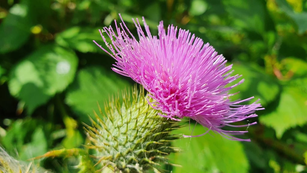 Flor de cardomariano