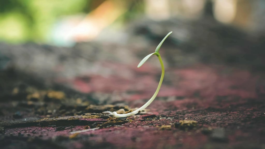 a small plant growing from the ground