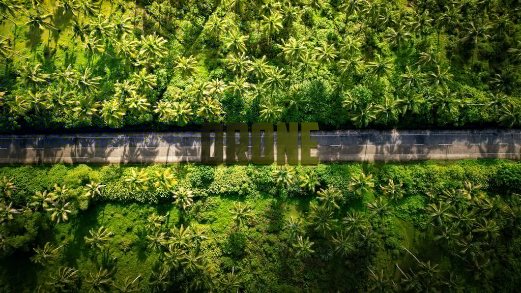 drone shot d'une foret de palmier au philippines