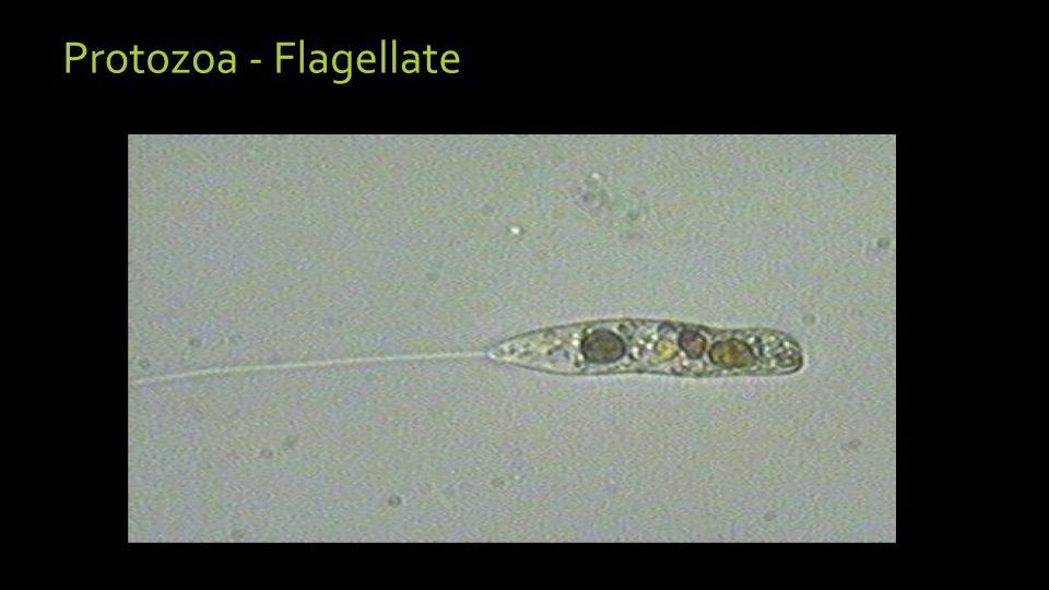 microscope image of a living soil flagellate