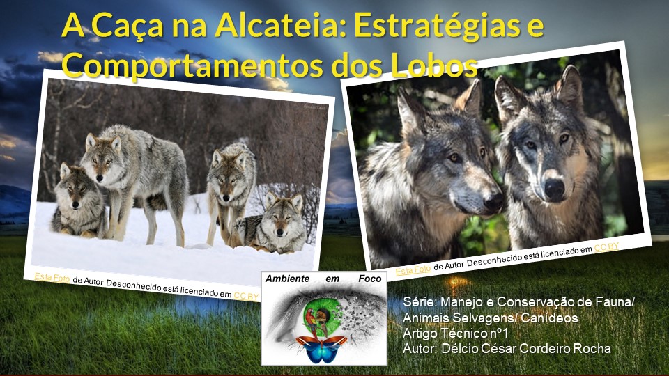Lobos e seus comportamentos