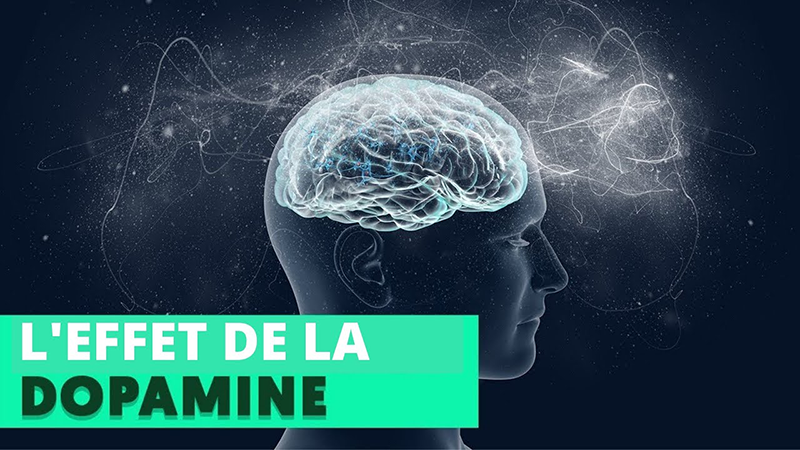 cerveau humain