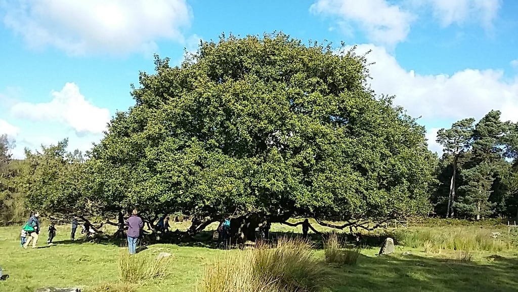 Acorn gathering