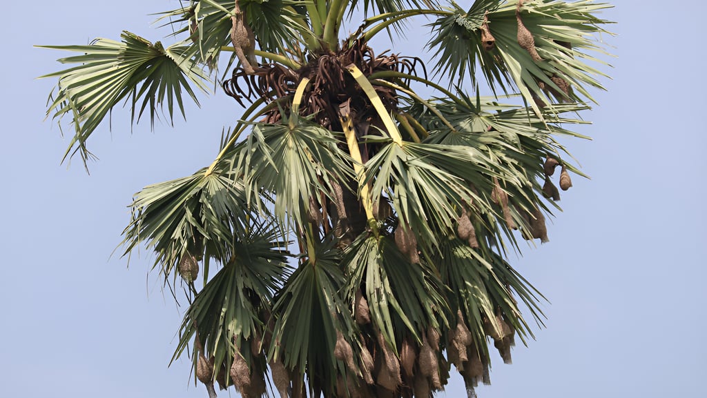 Baya Weaver habitat showing an nesting trees affected by environmental and manmade causes