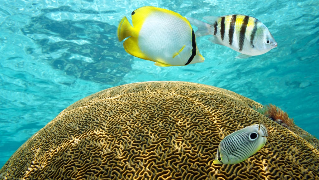 Colorful tropical fish swimming over brain coral while snorkeling at Catalina Island.