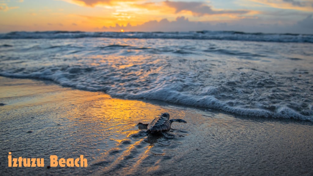 Caretta Caretta Turtle at İztuzu Beach