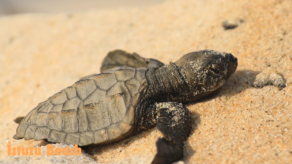 a baby caretta caretta turtle at İztuzu Beach