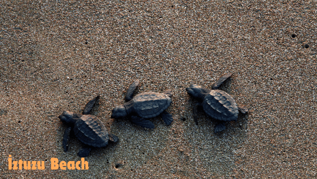 three caretta caretta turtles on İztuzu Beach