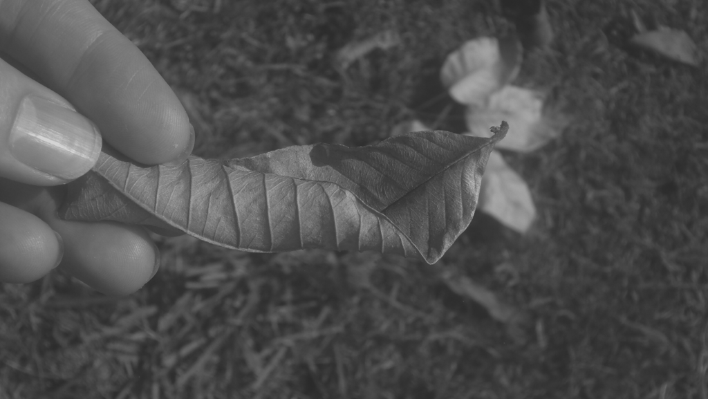 Fotografía en blanco y negro de una mano sosteniendo una hoja seca en la naturaleza