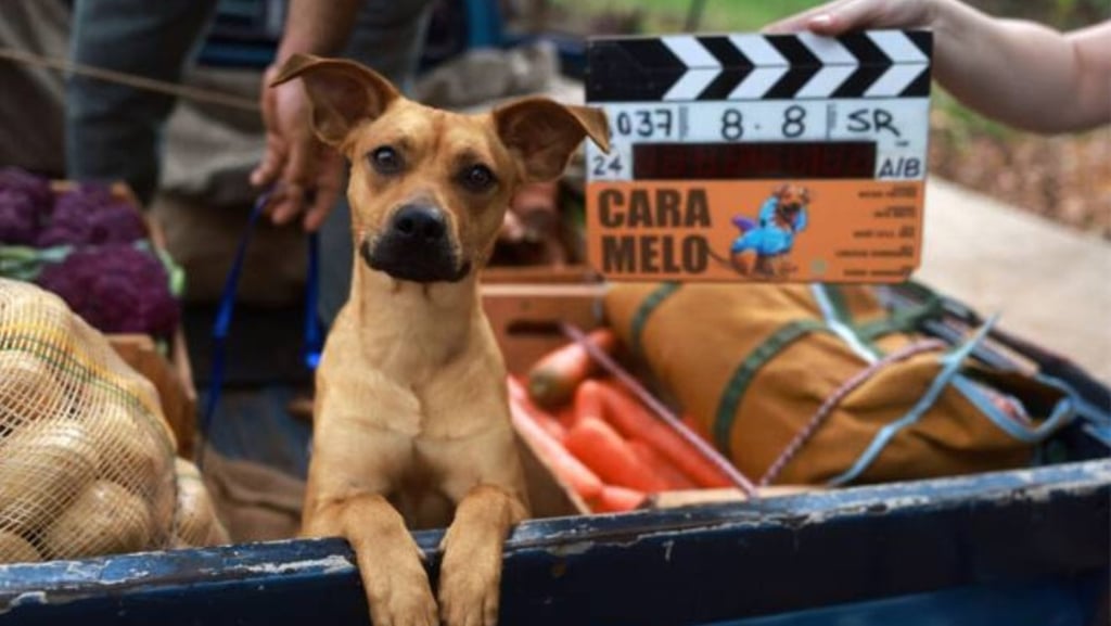Um cachorro viralata caramelo em uma caçamba, com uma claquete de filme "Caramelo".