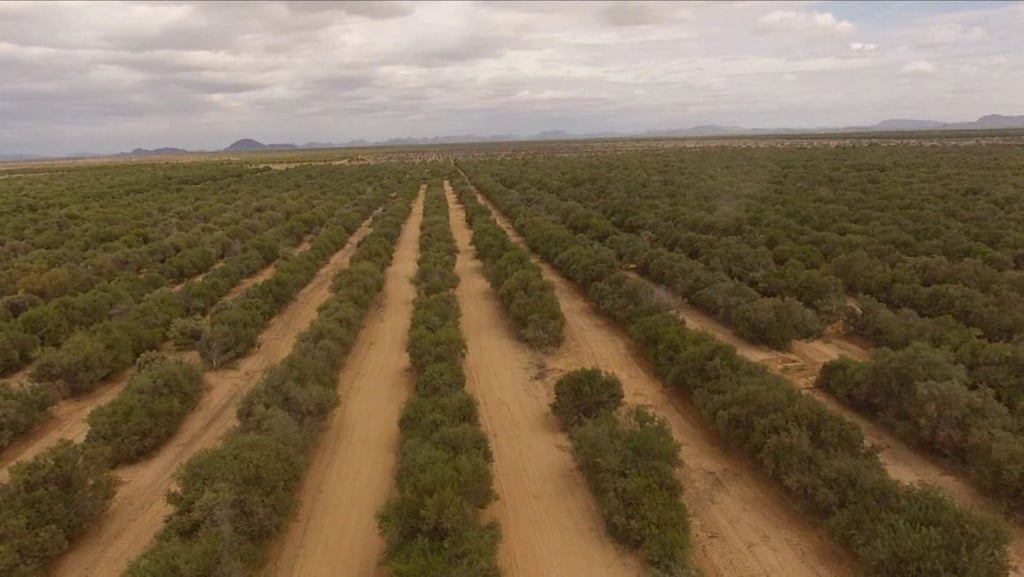 Aerial view of symmetrical jojoba trees growing in rows in a vast desert agricultural field.