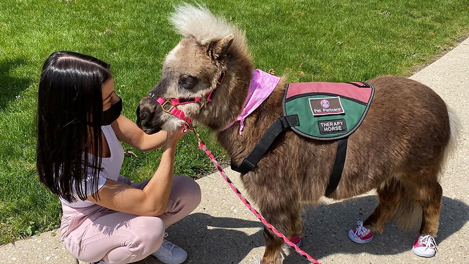 Pet Partners Therapy mini-horse.
