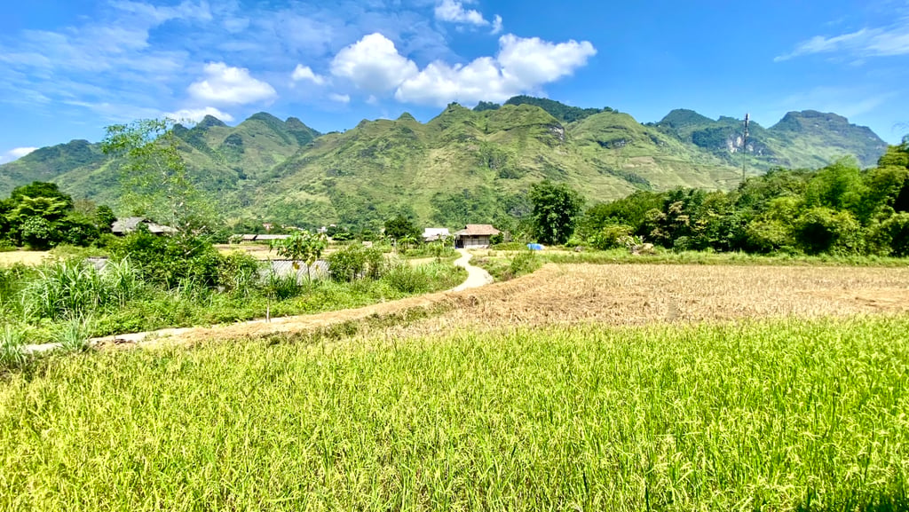 a field with a mountain in the background