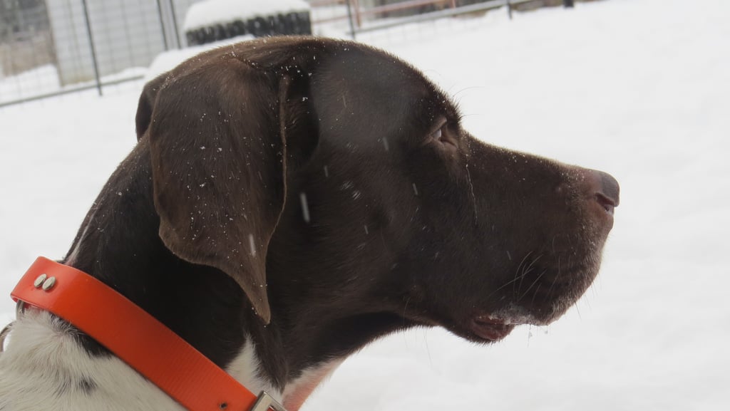 happy dog at doggy day care in Little Britain