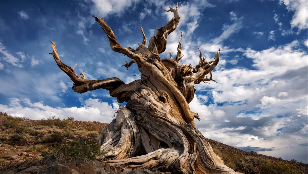 Arbre Mathusalem vieux de 5000 ans