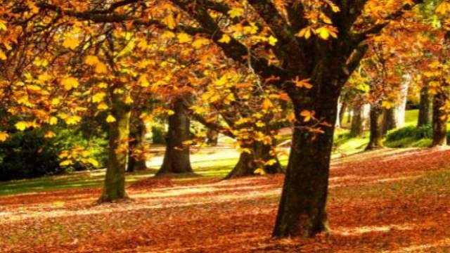 Fall Bucket List