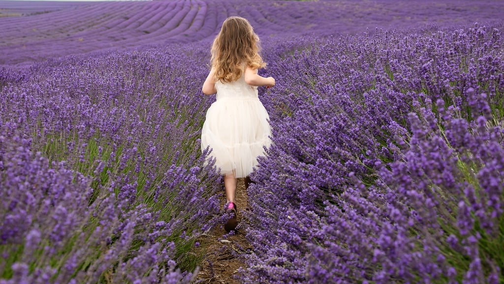 A young girl in a white dress runs through a blooming purple lavender field in summer.