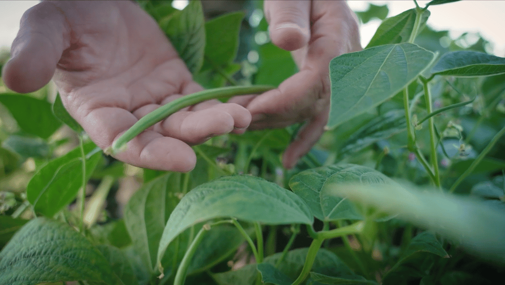 reportage, haricots verts, mains, vidéo