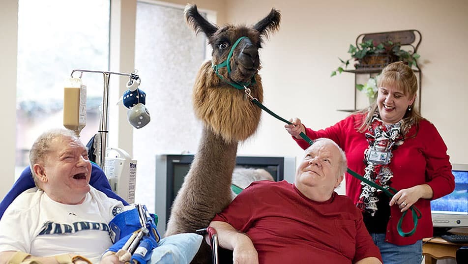 A Pet Partners Alpaca Therapy team visit two men .