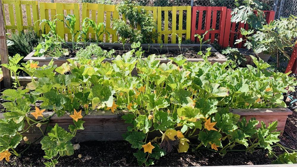 Vegetables growing in raised beds with brightly colored red and yellow fence behind them
