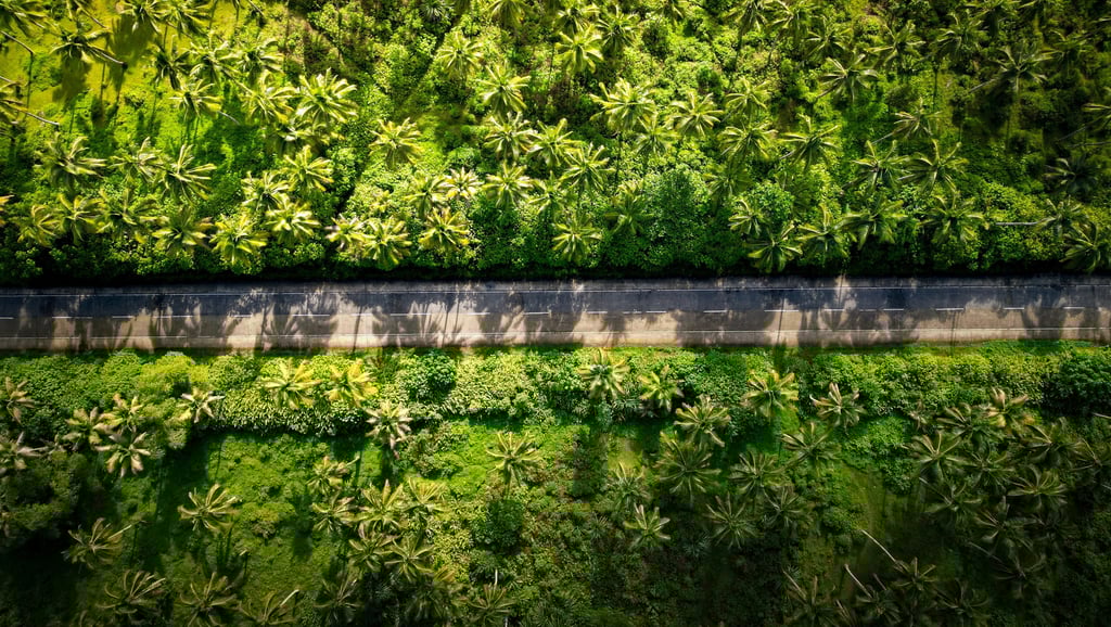 a car driving down a road with palm trees