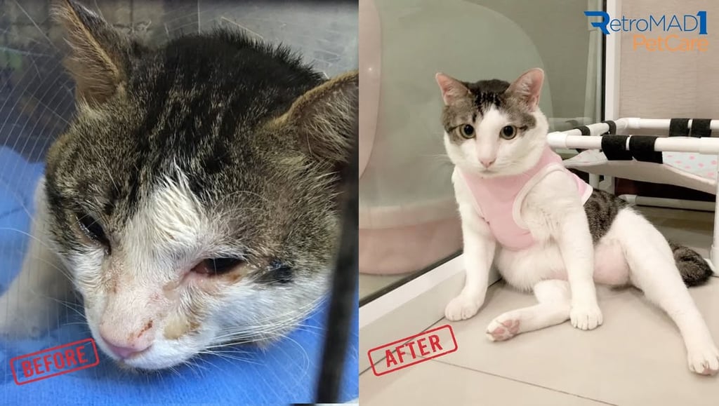 jak-leczyc-bialaczke-kaliciwirus-polska