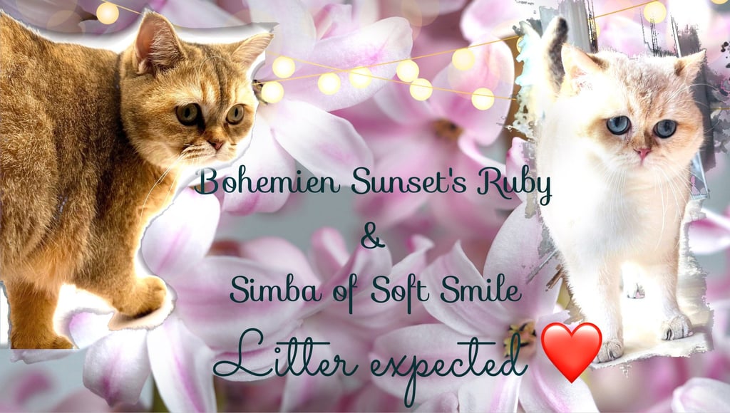Britisch Kurzhaar Katze golden shaded, golden shell point Wurfplanung