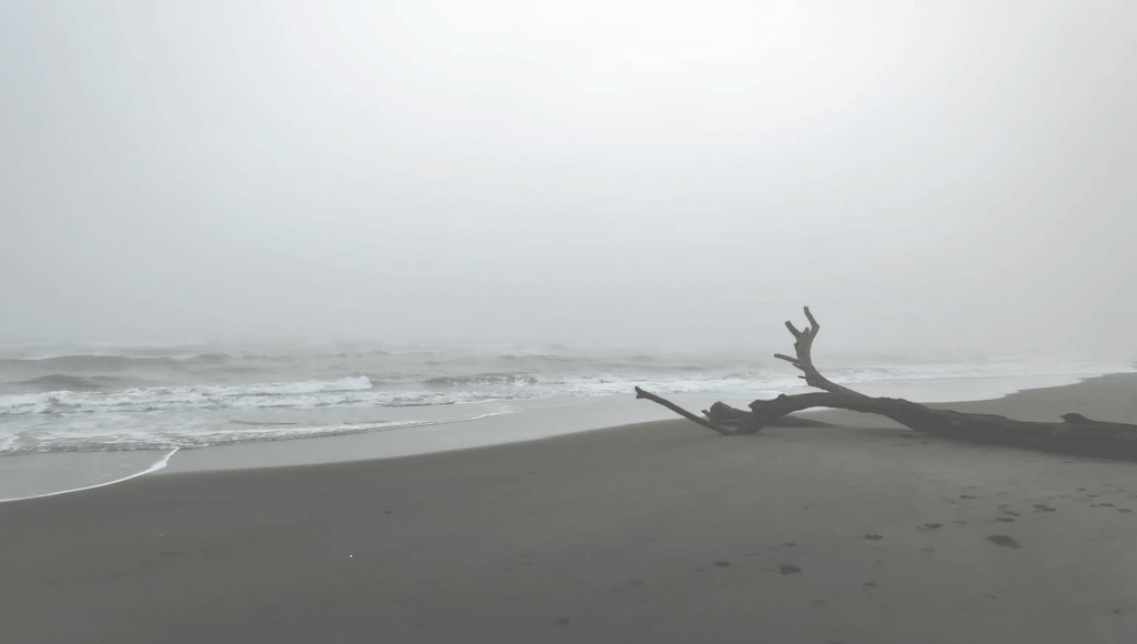Solitary driftwood on a dark sand beach, fading into a thick, pale coastal mist.