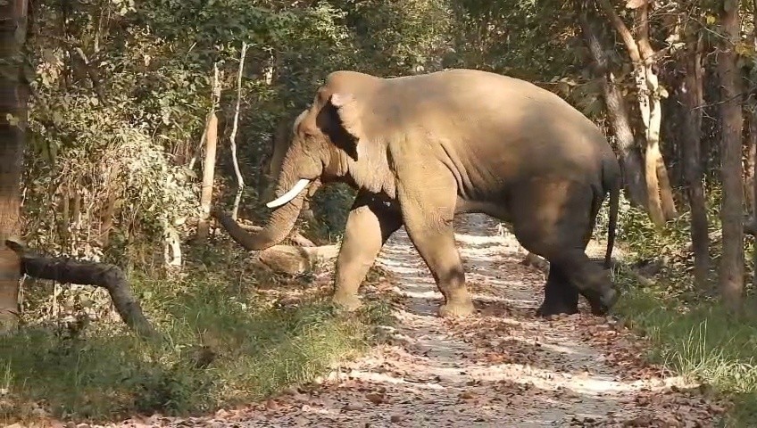 elephant crossing the track in Bardia National Park