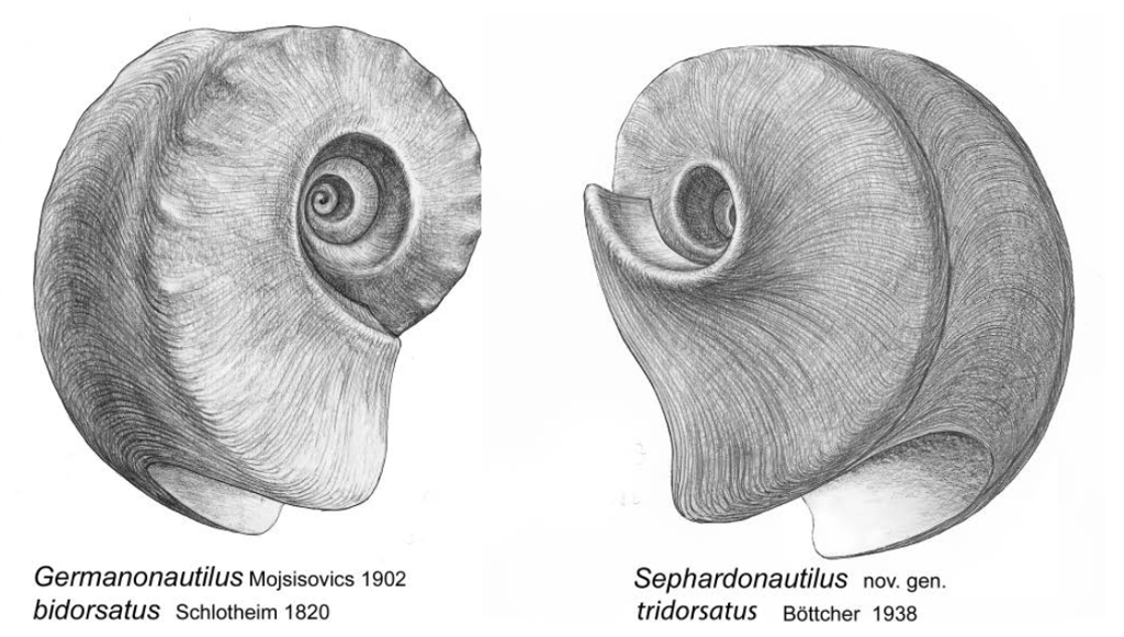 drawing by sebastian brandt of Germanonautilus bidorsatus und Sephardonautilus tridorsatus