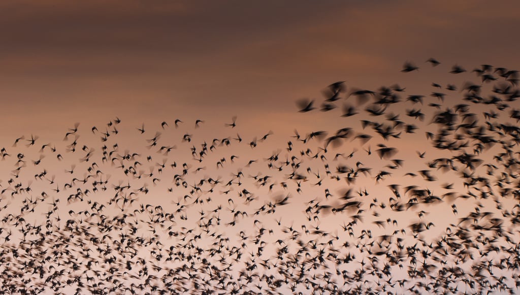 a flock of birds flying in the sky