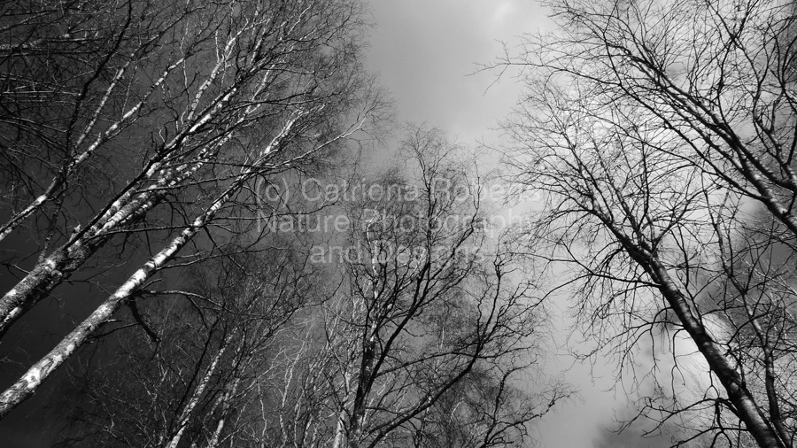 Digital image of  Scottish Highlands Early March Birch Tree Canopy in High Contrast Black and White