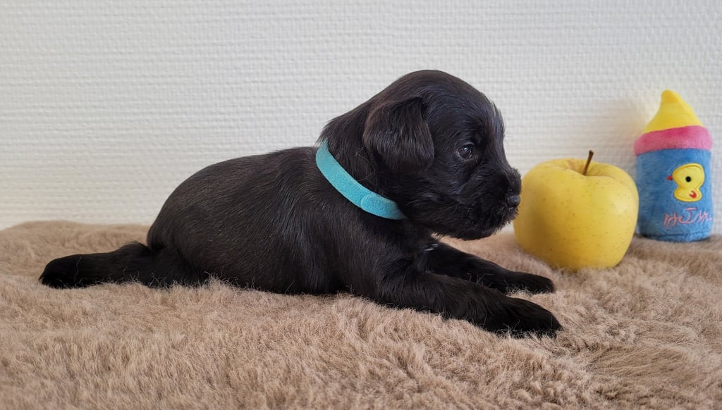 Victor Otto des Diamants Noirs d'Also