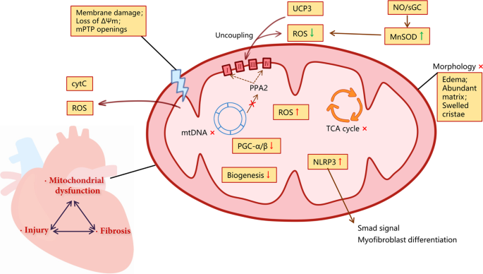 Senecent Cell Damage