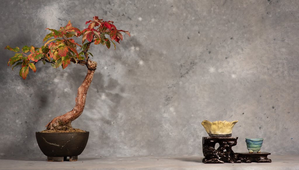 Paperbark maple, Acer griseum, Bonsai
