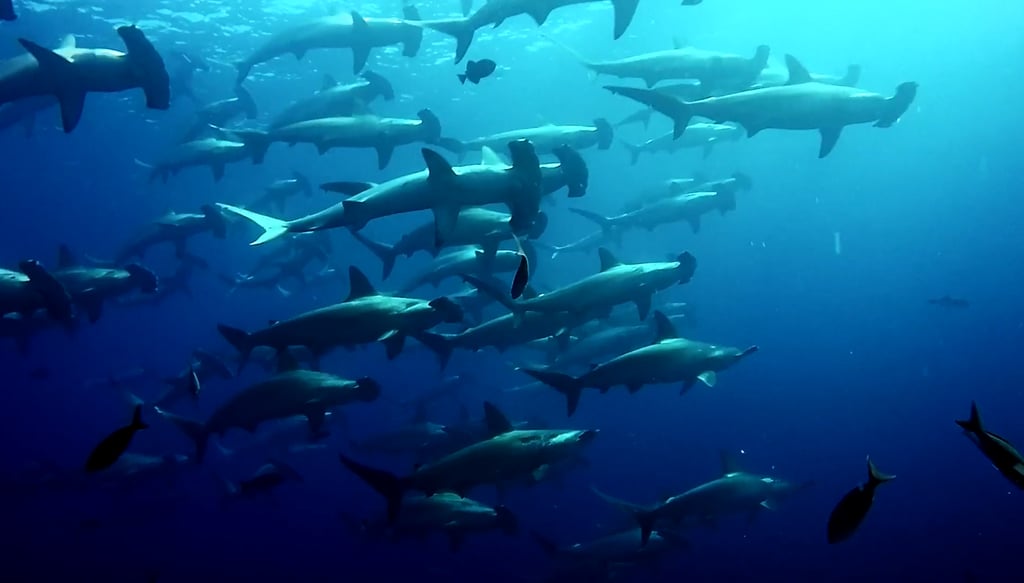 Diving with hammerhead sharks — Cookson Adventures expedition supporting marine research.