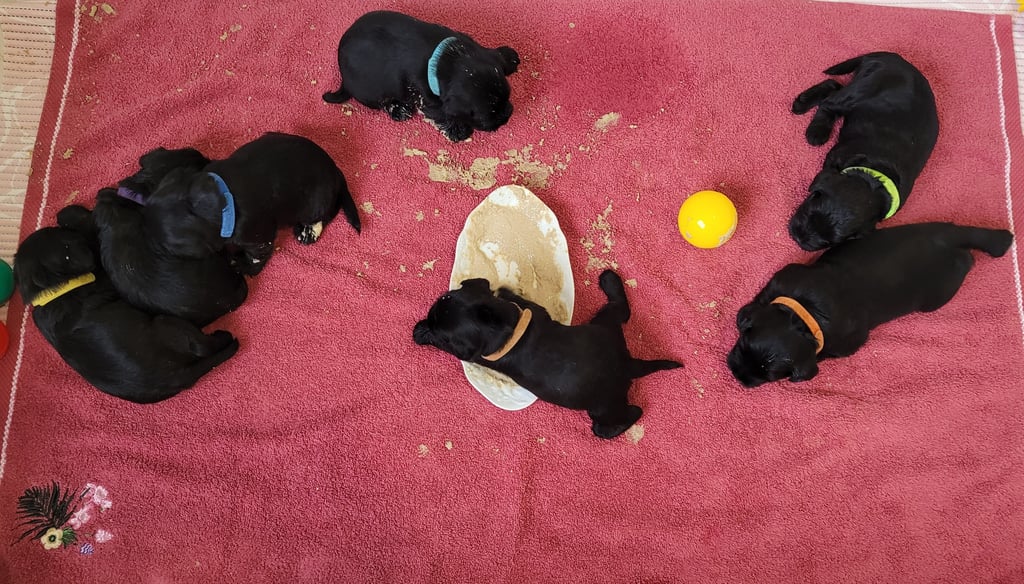 Chiots Schnauzer nain noir