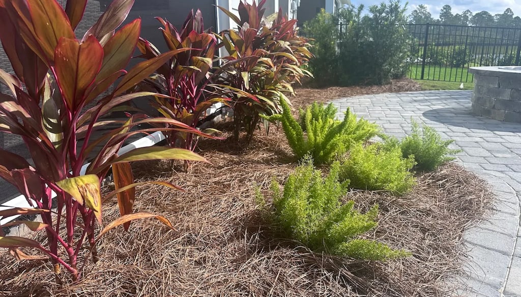 Backyard landscape featuring red Hawaiian Ti plants and Foxtail ferns in a pine straw mulch bed.