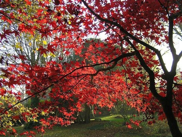 Espectacular Acer okagami en jardín