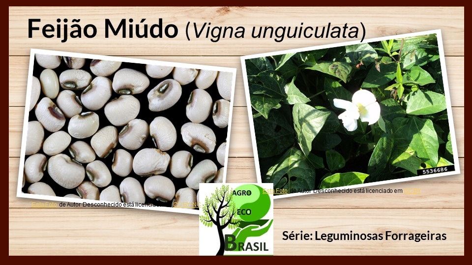 feijão miúdo