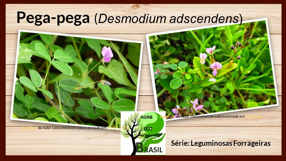 Desmodium adscendens