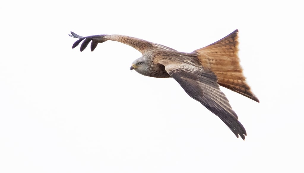 Red Kite 25 April 2026