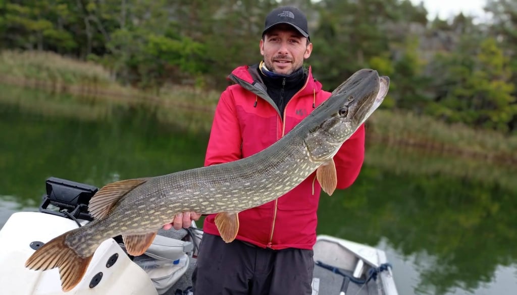 un pêcheur tient un gros brochet en suede