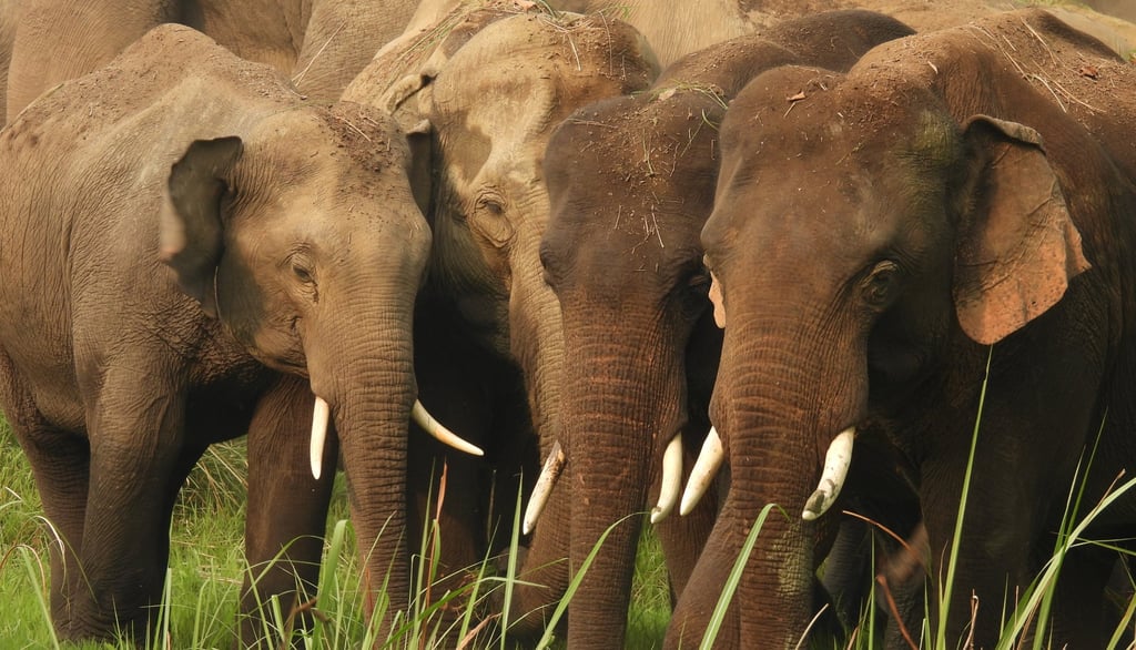 elephants in Bardiya jungle