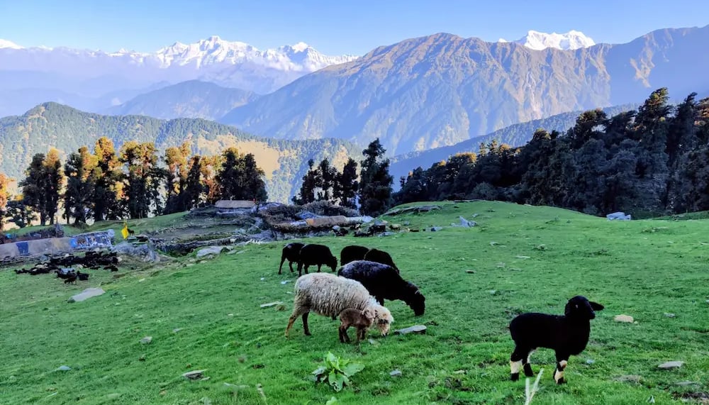 Himalayan sheep grazing in Chopta meadows, Uttarakhand Himalayas, serene alpine landscape.